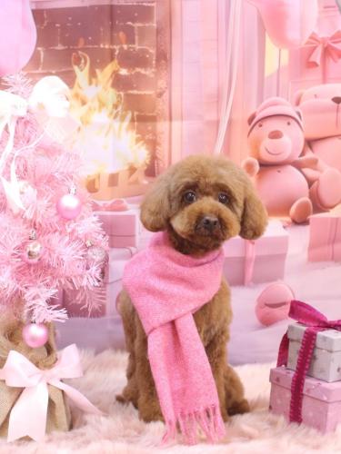 20241227きなこちゃん